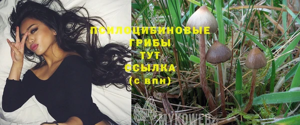 гашик Дмитровск